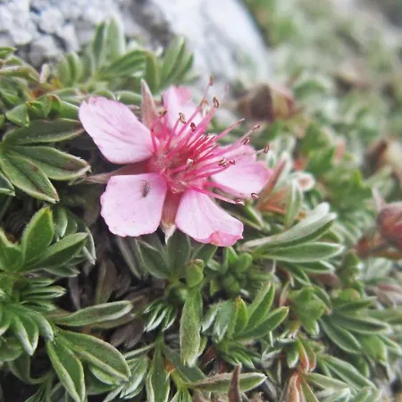 Pretner, Lepena Appartamento Soča