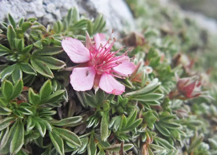 Pretner, Lepena Appartamento Soča